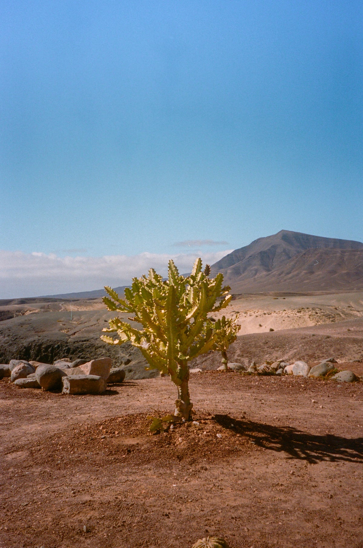 Un cactus dans un paysage minéral